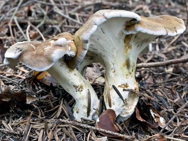 Міцелій трутовик овечий (овечого гриба), Albatrellus ovinus від компанії Магазин грибного міцелію Mushroom Seeds - фото 1