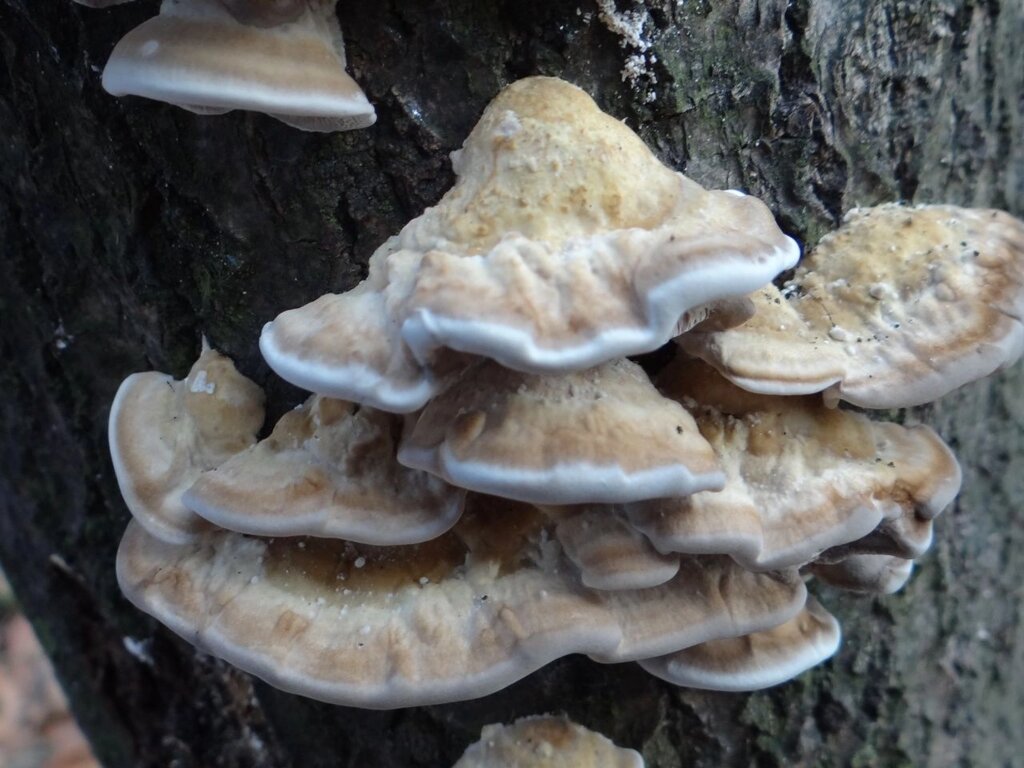 Міцелій Трутовики димчастого (Бьеркандери димчастої), Bjerkandera fumosa від компанії Магазин грибного міцелію Mushroom Seeds - фото 1