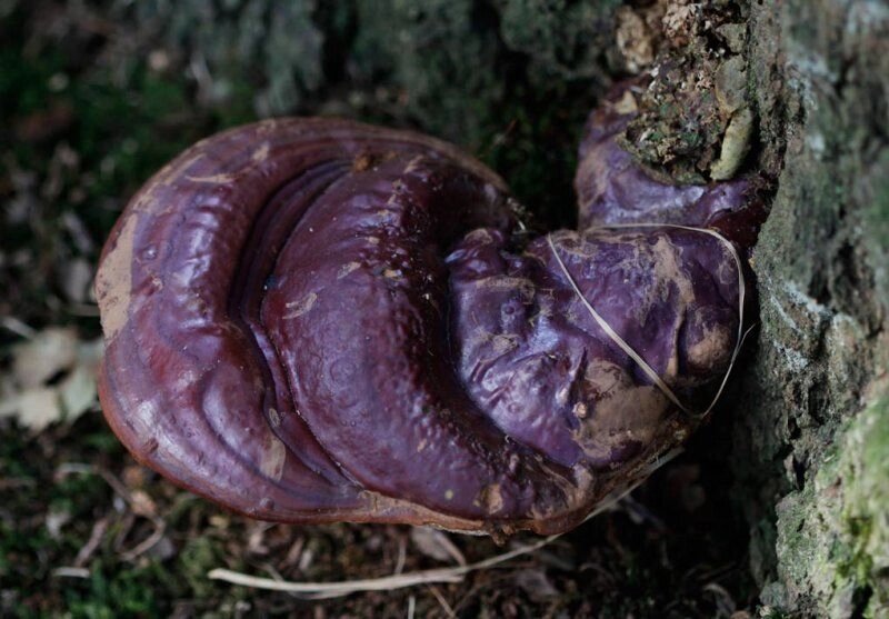 Міцелій Трутовики хвойного, Ganoderma tsugae від компанії Магазин грибного міцелію Mushroom Seeds - фото 1