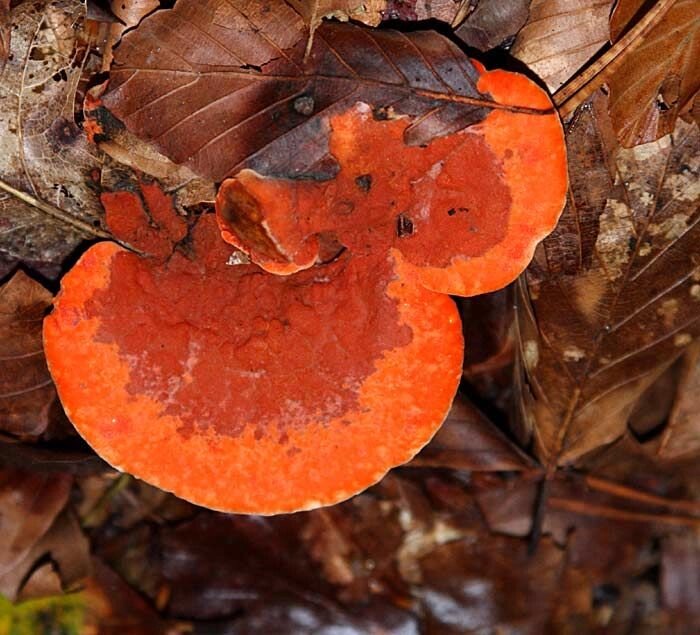 Міцелій Трутовики киноварно-червоного, Pycnoporus cinnabarinus від компанії Магазин грибного міцелію Mushroom Seeds - фото 1