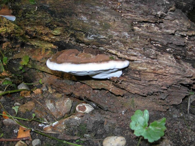 Міцелій Трутовики плоского (Поліпоруса дібровного), Ganoderma applanatum від компанії Магазин грибного міцелію Mushroom Seeds - фото 1