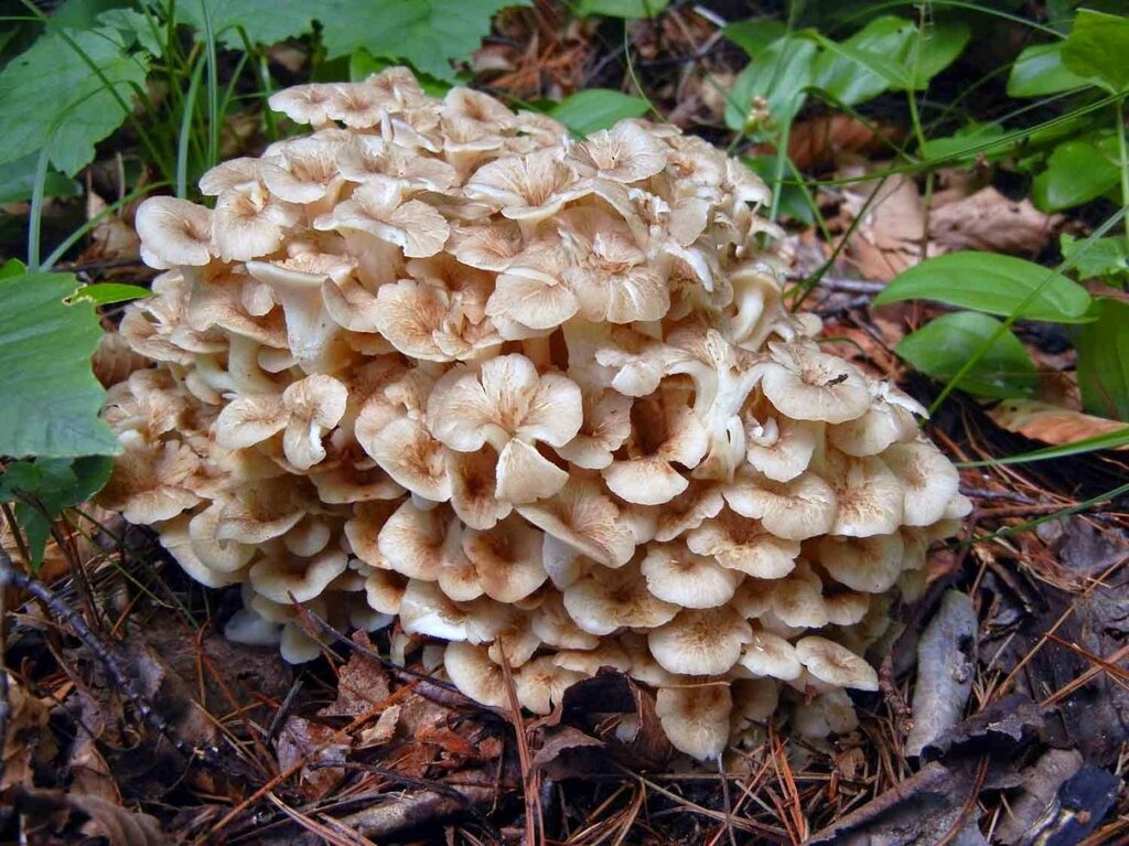 Міцелій Трутовики розгалуженого, Polyporus umbellatus від компанії Магазин грибного міцелію Mushroom Seeds - фото 1