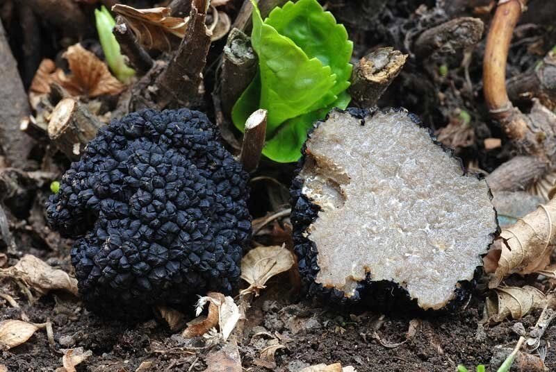 Міцелій Трюфеля чорного перигорский, Tuber melanosporum від компанії Магазин грибного міцелію Mushroom Seeds - фото 1