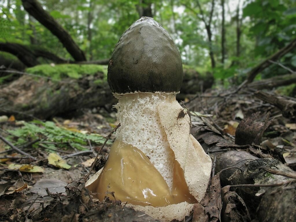 Міцелій Веселка звичайна, Phallus impudicus від компанії Магазин грибного міцелію Mushroom Seeds - фото 1