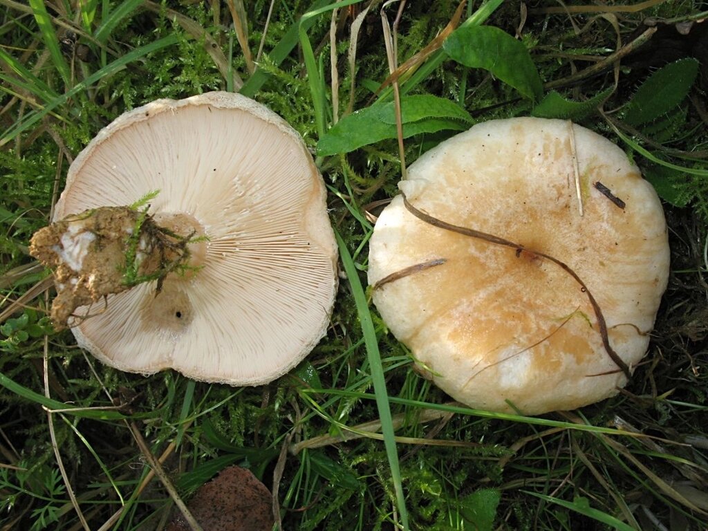 Міцелій Волнушки білої, Lactarius pubescens від компанії Магазин грибного міцелію Mushroom Seeds - фото 1
