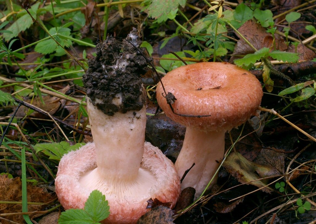 Міцелій Волнушки рожевої, Lactarius torminosus від компанії Магазин грибного міцелію Mushroom Seeds - фото 1