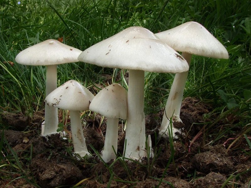 Міцелій вольварієлла прекрасної, Volvariella speciosa від компанії Магазин грибного міцелію Mushroom Seeds - фото 1