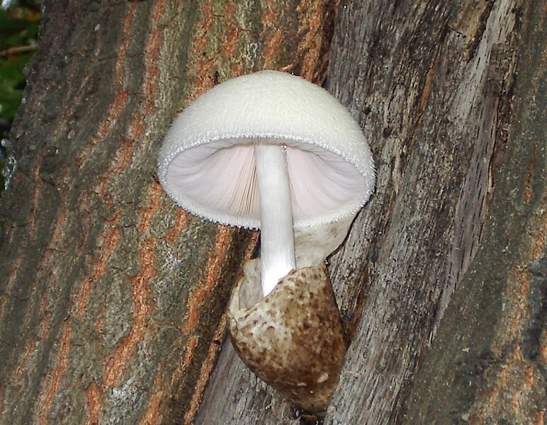 Міцелій Вольварієлла шовковиста, Volvariella bombycina від компанії Магазин грибного міцелію Mushroom Seeds - фото 1