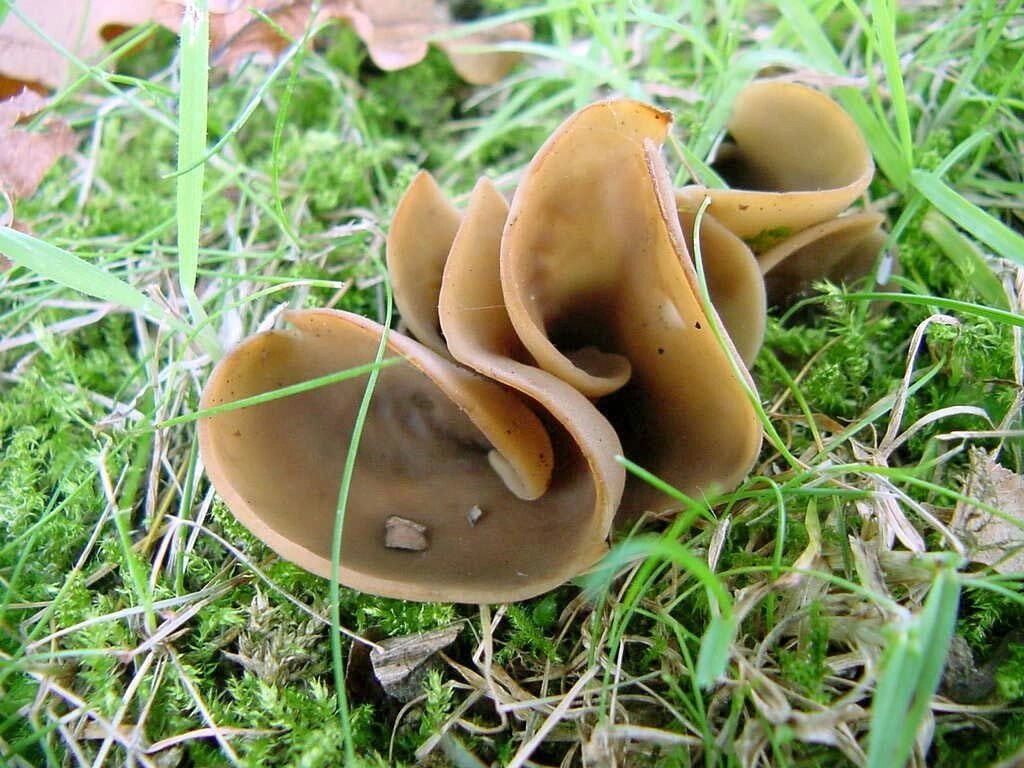 Міцелій Заячого вуха, Otidea leporina від компанії Магазин грибного міцелію Mushroom Seeds - фото 1