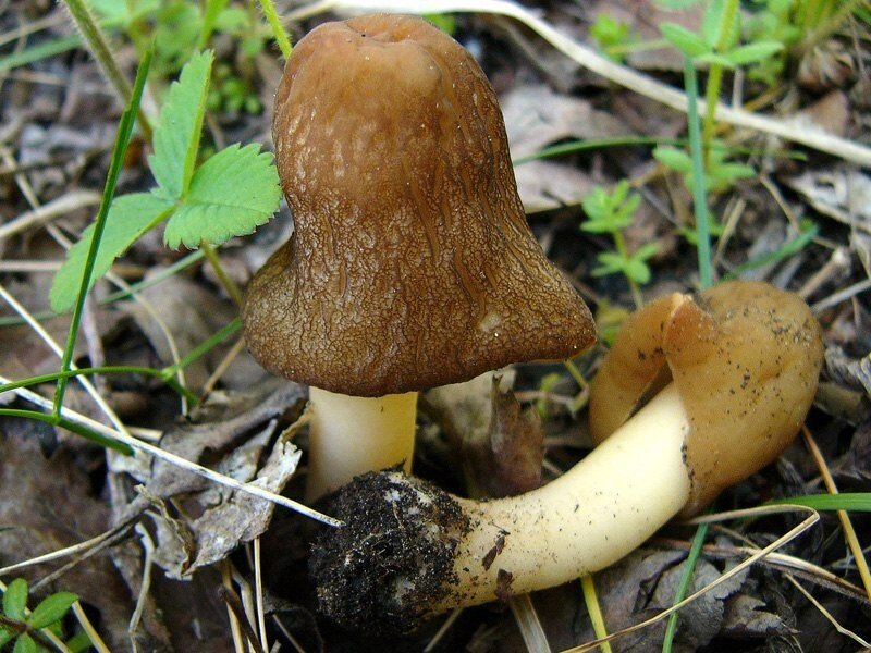 Міцелій зморшкові шапочки конічної, Verpa conica від компанії Магазин грибного міцелію Mushroom Seeds - фото 1