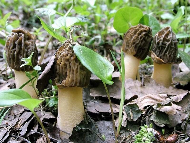 Міцелій зморшкові шапочки, Verpa bohemica від компанії Магазин грибного міцелію Mushroom Seeds - фото 1