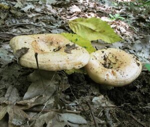 Міцелій Груздя дубового, Lactarius insulsus