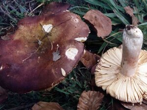 Міцелій Сироїжки лайкових (Сироїжки зелено-червоною), Russula alutacea