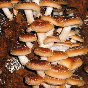 Міцелій Шиитаке 3776 Імператорського, Lentinula edodes в Києві от компании Магазин грибного мицелия Mushroom Seeds