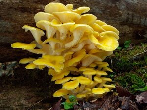 Міцелій на букових брусочках Глива лимонна-жовта, Pleurotus citrinopileatus