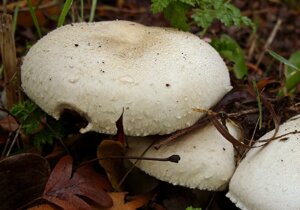 Міцелій печериць великоплідного, Agaricus macrosporus