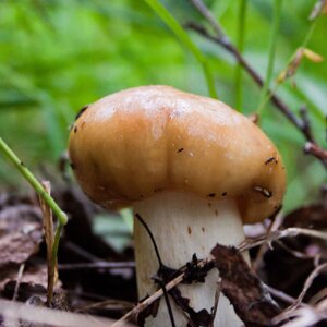 Міцелій Валуєв, Russula foetens