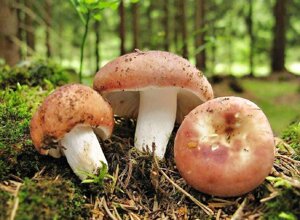 Міцелій Сироїжки харчової (Сироїжки їстівної), Russula vesca