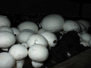 Міцелій печериць двуспорового, Agaricus bisporus в Києві от компании Магазин грибного мицелия Mushroom Seeds