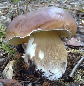 Міцелій Білого гриба дубового, Boletus quercicola