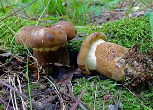 Міцелій свинушками товстої, Tapinella atrotomentosa