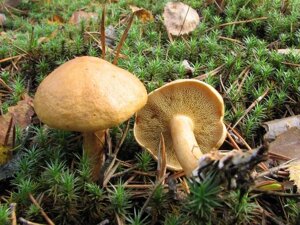 Міцелій козляк, Suillus bovinus