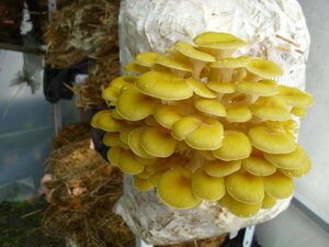 Міцелій на букових брусочках Глива лимонна-жовта, Pleurotus citrinopileatus