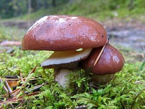 Міцелій маслянки звичайного (маслянки справжнього), Suillus luteus в Києві от компании Магазин грибного мицелия Mushroom Seeds