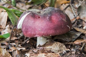 Міцелій Сироїжки буріючі (Сироїжки ароматної), Russula xerampelina в Києві от компании Магазин грибного мицелия Mushroom Seeds