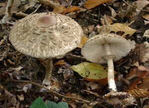 Міцелій Гриба-парасольки високого (строкатого), Macrolepiota procera