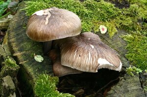 Міцелій Оленячого гриба (Плютея оленячого), Pluteus cervinus
