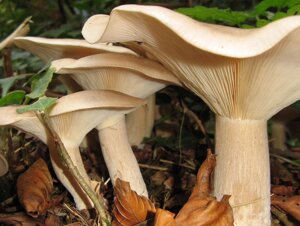 Міцелій говорушку рудої підігнутою, Clitocybe geotropa