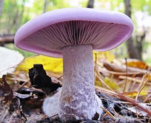 Міцелій рядовка фіолетова, Lepista nuda в Києві от компании Магазин грибного мицелия Mushroom Seeds