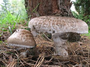 Міцелій печериць парового, Agaricus vaporarius в Києві от компании Магазин грибного мицелия Mushroom Seeds