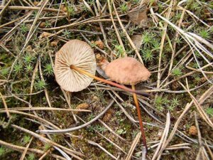 Міцелій чесночник звичайного, Marasmius scorodonius