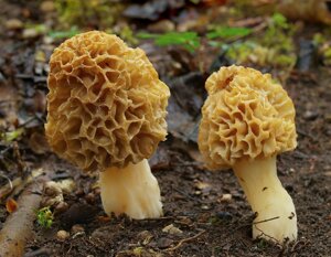 Міцелій сморчки звичайного, Morchella esculenta