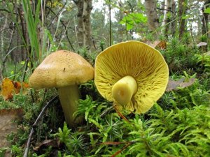 Міцелій Зеленушки, Tricholoma flavovirens