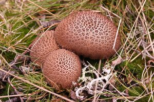 Міцелій дощовик умбрових, Lycoperdon umbrinum