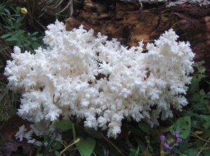 Міцелій Їжовик коралловидного, Hericium coralloides