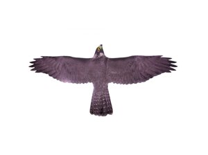 Візуальний відлякувач птахів Хижак-1 (Яструб)