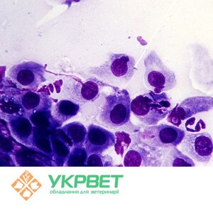 ІФА тест-система IDVet для виявлення хламідіозу (Chlamydophila abortus) 10