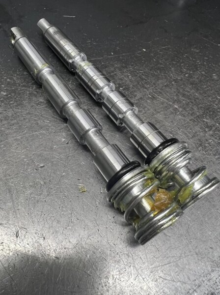 shranpa 　4株　willinckii yellow moon Скотч цветной Желтый 45х50 м от компании ЧП «Элит-Пак»