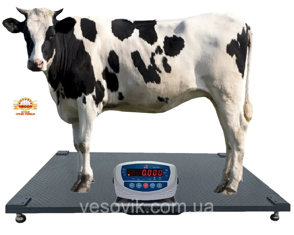 Ваги для ВРХ 1х2м 300кг без огорожі, зважування корів, бичків (зі стабілізацією ваги) від компанії "Весовик-оптовик" - фото 1