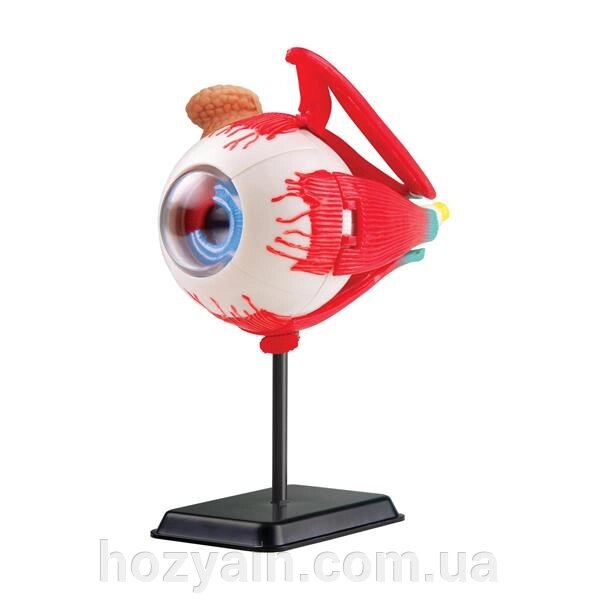 Модель очного яблука Edu-Toys збірна 14 см (SK007) від компанії hozyain. com. ua - фото 1