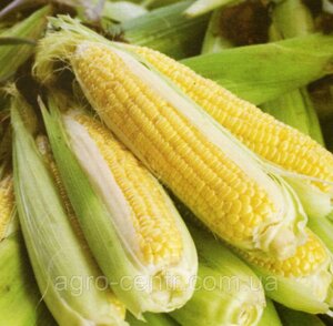 Семена кукурузы ДК 315, ФАО 310