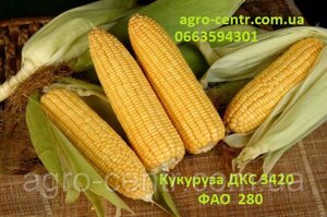 Семена кукурузы Монсанто ДКС 3420