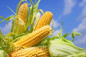 Семена кукурузы ВН 63