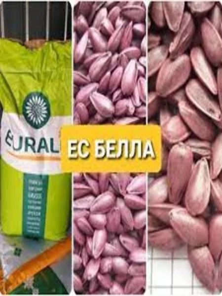 Купить Семена Подсолнечника Белла В Ростове