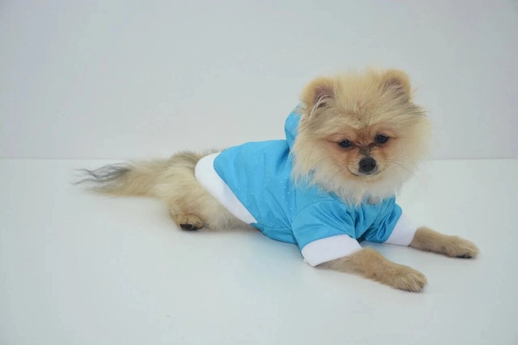 Курточка для собаки Сільвер Лорі 21 * 27 від компанії MY PET - фото 1
