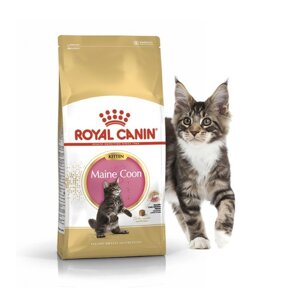 Сухий корм Royal Canin Maine Coon Kitten для кошенят породи Мейн Кун від 3 міс до 15 міс